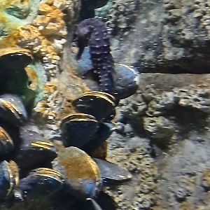 Lined Seahorse - Seen Jan 29 2025