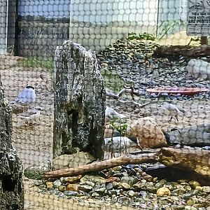 Semi palmated Sandpoper, Common Tern, Piping Plover and Sanderling - Seen Jan 29 2025