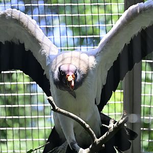 Birds of Prey - King Vulture (Sarcoramphus papa)