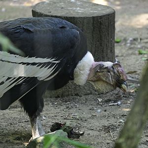 Birds of Prey - Andean Condor (Vultur gryphus)