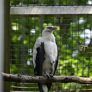 Birds of Prey - Palm-nut Vulture (Gypohierax angolensis)