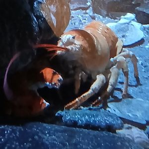 American Lobster - Seen Jan 29 2025