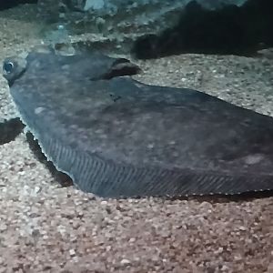 Little Skate - Seen Jan 29 2025