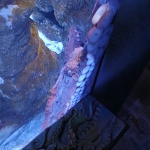 Pacific Giant Octopus - Seen Jan 29 2025