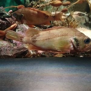 Acadia Redfish - Seen Jan 29 2025