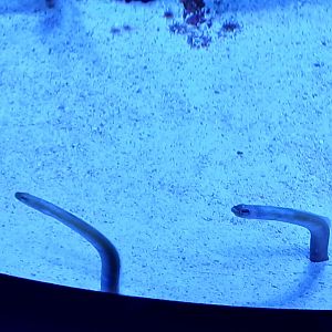 Yellow Garden Self - Seen Jan 29 2025