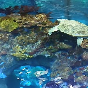 Loggerhead Sea Turtle - Seen Jan 29 2025
