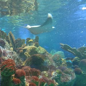 Cownose Ray - Seen Jan 29 2025