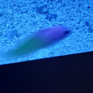 Bicolor Basslet - Seen Jan 29 2025