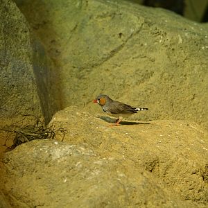 Zoo Center - Zebra Finch (Taeniopygia guttata)