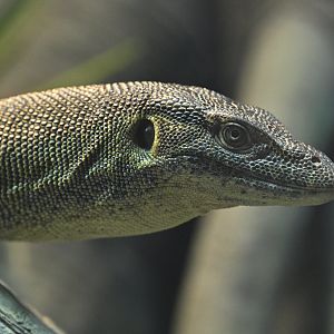 Zoo Center - Mertens' Water Monitor (Varanus mertensi)