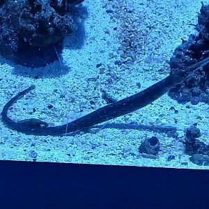 Dusky Pipefish - Seen Jan 29 2025