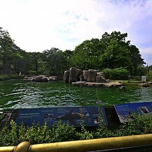 Astor Court - California Sea Lion (Zalophus californianus) Exhibit