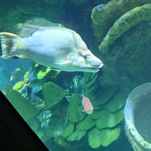 Hogfish - Seen Jan 29 2025