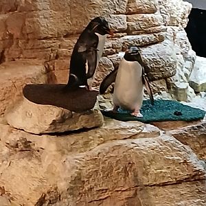 Southern Rock Hopper Penguin - Seen Jan 29 2025