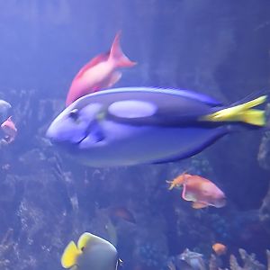 Palette Surgeonfish - Seen Jan 29 2025