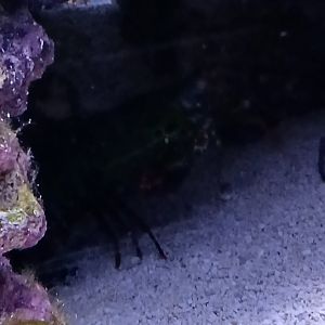 Peacock Mantis Shrimp - Seen Jan 29 2025