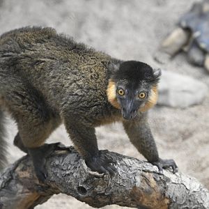 Madagascar! - Collared Brown Lemur (Eulemur collaris)