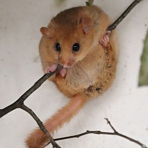 Hazel dormouse (Muscardinus avellanarius)