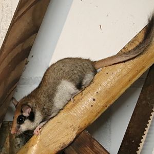 European Garden dormouse (Eliomys quercinus)
