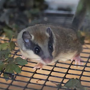 Eurasian forest dormouse (Dryomys nitedula)