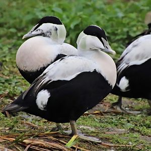 Faeroes eider (Somateria mollissima faeroeensis)