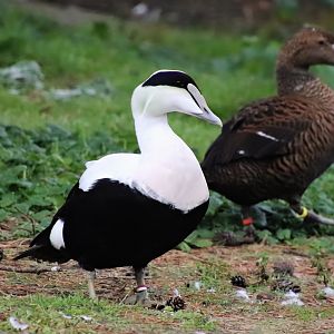 Dresser's eider (Somateria mollissima dresseri)