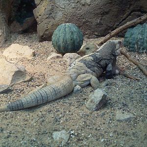 ID? Photographed in Blijdorp in september 2001