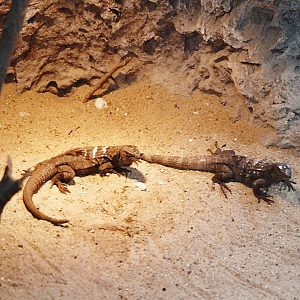 ID? Photographed in Blijdorp in Mai 2001