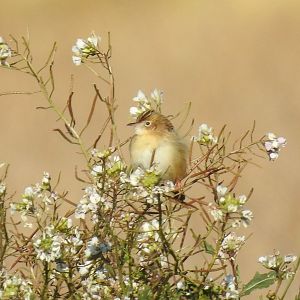 Cisticola juncidis