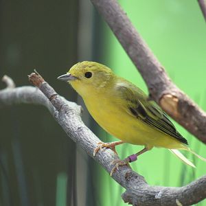 Yellow Warbler