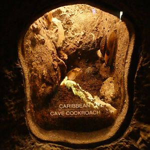 Insect enclosure example