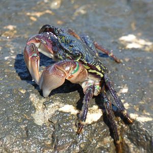 Striped shore crab
