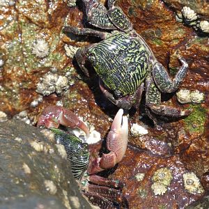 Striped shore crab tussle