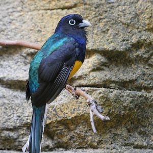 Male green-backed trogon