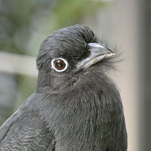 Female green-backed trogon