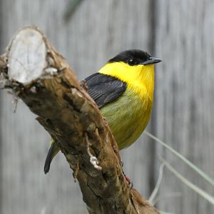 Golden-collared manakin