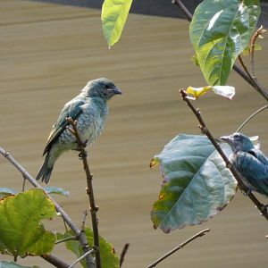 Juvenile swallow tanagers