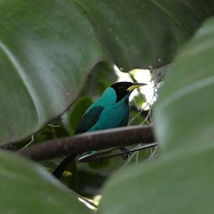 Green honeycreeper