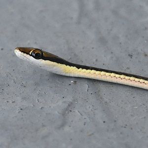 Wild Painted Bronzeback (Dendrelaphis pictus)
