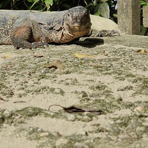 Malayan Water Monitor