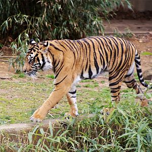 Sumatran Tiger