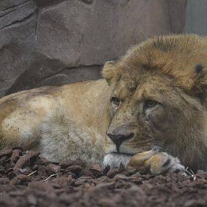 Male lion Khari