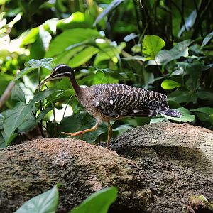 Sunbittern, April 2018