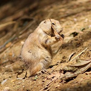 Black-tailed Prairie Dog