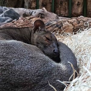 Fossa (Cryptoprocta ferox)
