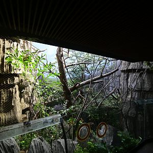 Madagascar! - Tsingy Cliffs/Coquerel's Sifaka (Propithecus coquereli) Exhibit