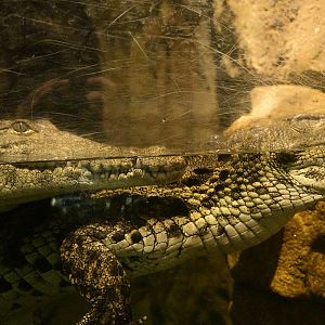 Madagascar! - Tsingy Caves/Nile Crocodile (Crocodylus niloticus)