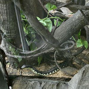 Madagascar! - Tsingy Cliffs/Giant Madagascan Hognose Snake (Leioheterodon madagascariensis)