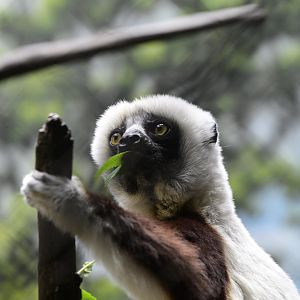 Madagascar! - Tsingy Cliffs/Coquerel's Sifaka (Propithecus coquereli)